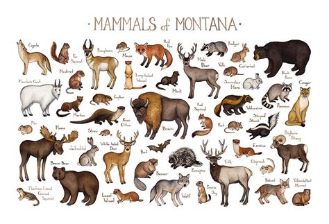 Mammals Features Pets Lovers