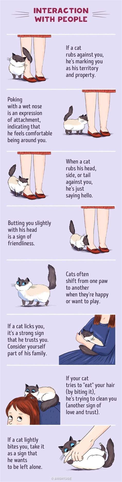 How To Find A Common Language With Your Cat Best