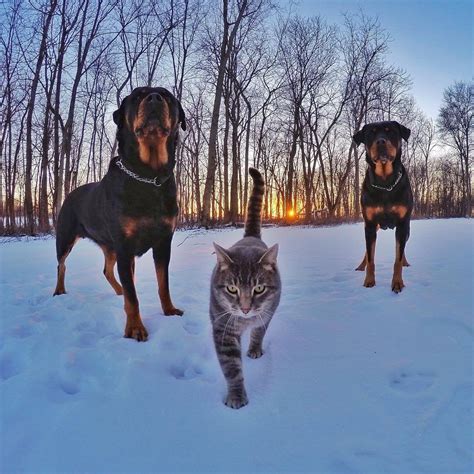A Cat With Two Rottweiler Bodyguards Aww