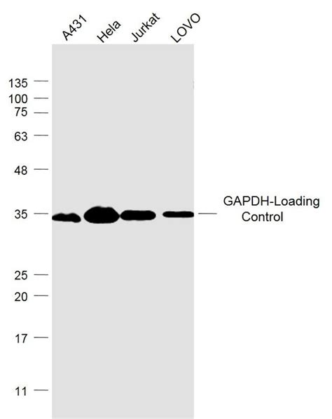 Gapdh Monoclonal Antibody 4f8 Bsm 33033m