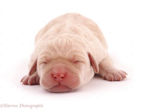 Keep in mind that touch means simply that. Image result for baby labrador newborn puppy | Baby ...