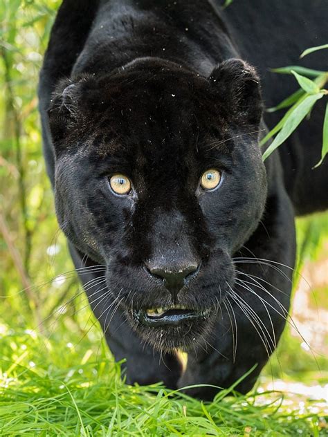 Black Jaguar One Of The Few Truly Black Cats Black Jaguar Jaguar