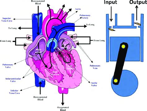 3 Right Side Vertical Section Of The Cardiac Muscle Shows The