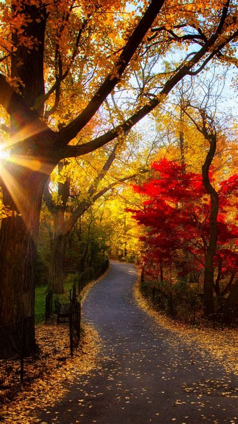 1080x1920 Wallpaper Autumn Park Trees Light Morning Foliage