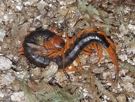 Scolopendra Dehaani For Sale
