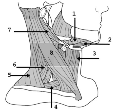 Neck Muscles Diagram Quizlet