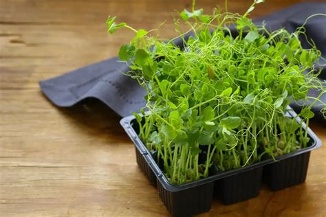 How To Grow Pea Shoots On Your Windowsill Great Gardens Uk