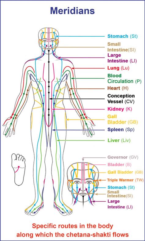 12 Meridians Of The Body Chart Understanding Shiatsu Meridians Shi