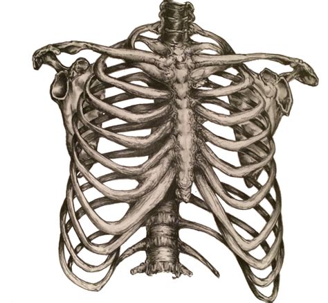 Rib Cage Heart Human Skeleton Anatomy Png Clipart Anatomy Axial Images And Photos Finder
