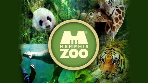Memphis Zoo Launches New Virtual Programs