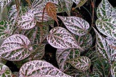 Akan tetapi, khasiat yang diberikan daun sirih tak hanya sebatas untuk kulit. Piper Crocatum - Daun Sirih Merah
