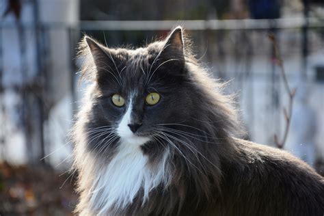 Free Images Fauna Whiskers Grey Vertebrate Cat Face Norwegian