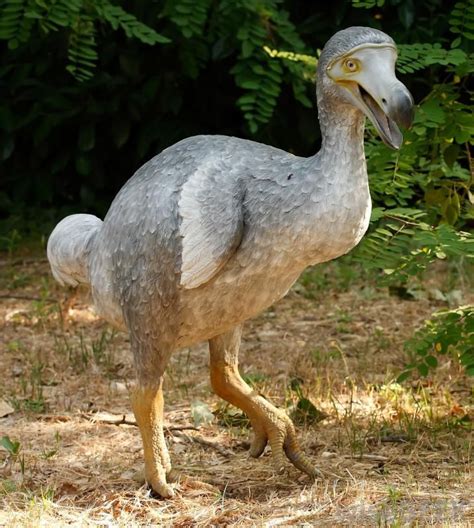 The Dodo Bird That Became Extinct In The 17th Century Extinct Animals