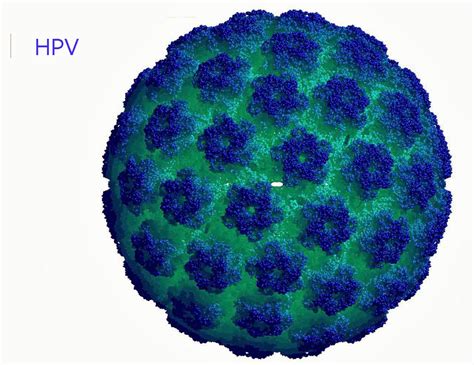 Human papillomavirus infection (hpv infection) is an infection caused by human papillomavirus (hpv), a dna virus from the papillomaviridae family. Homeopatia: Medicina à sua Medida: Tratamento Homeopático ...