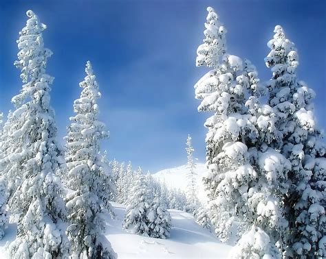 Pines Winter Snow Snowdrifts Sky Fairy Tale Hd Wallpaper