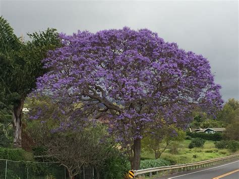 All Things Beautiful in Kula Maui.