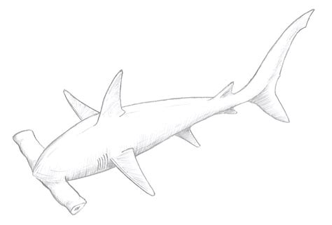 Hammerhead Shark Drawing Steps