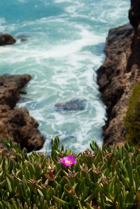 Wild Succulent Flower Smithsonian Photo Contest Smithsonian Magazine