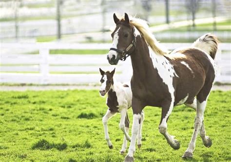 25 Most Smartest And Intelligent Animals On Earth Tail And Fur