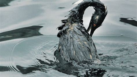 Rotterdam Oil Spill Hundreds Of Birds Hit After Dutch Leak Biologix