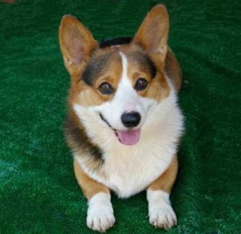 Black headed tri color, sable & white, red and white (also fawn & white) & red headed tri some will come with black cap means they just carry a black gene. Murphy Kennel's Pembroke Welsh Corgis