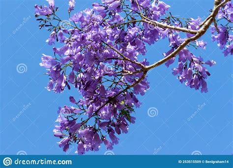 Jacaranda Tree Blossoms Venice Florida Stock Image Image Of Nature