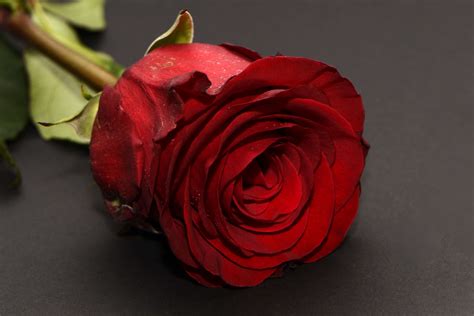 Romantic Love Romantic Red Rose Flower X Download HD Wallpaper WallpaperTip