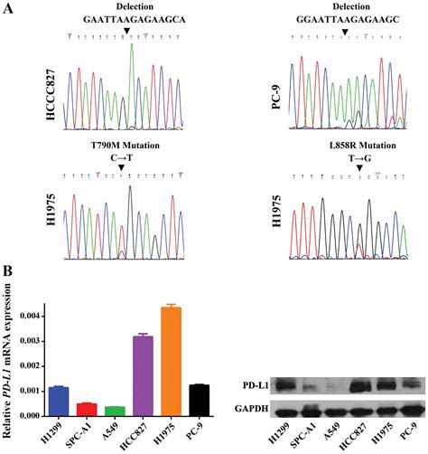 The EGFR pathway is involved in the regulation of PD-L1 expression via