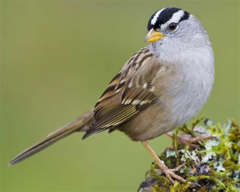 Bird Of The Month November 2019 White Crowned Sparrow Audubon