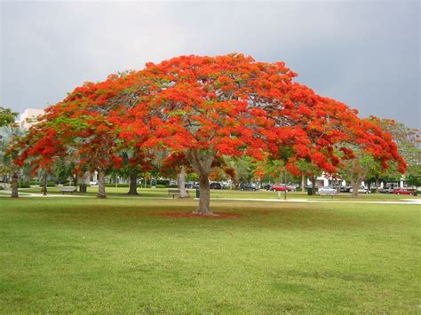Red Blooming Tree Florida Is The Responsibility Binnacle Miniaturas