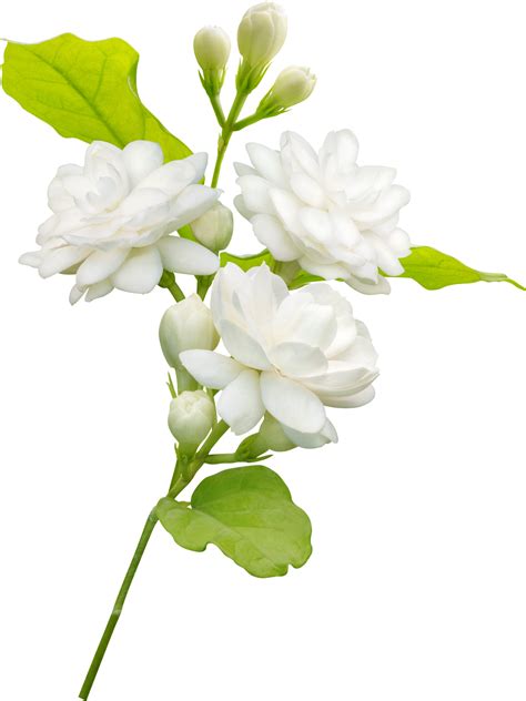 Jasmine Flower And Leaf Symbol Of Mothers Day In Thailand 11996603 Png
