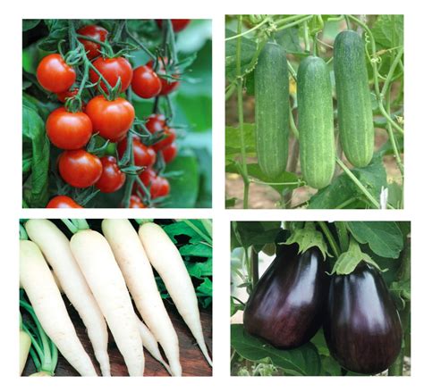 Super Combo Of Hybrid Vegetable Seeds Pack Of 20 Seeds Mix