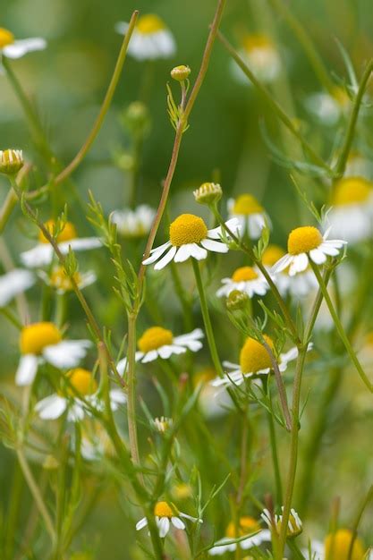 Premium Photo Field Of Camomile Flowers Close Up