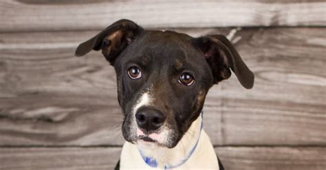 Now in the loving and caring hands of labrador friends of the south, these lab rescues are getting a second. #1256-20 | Lifeline Puppy Rescue - Brighton, Colorado
