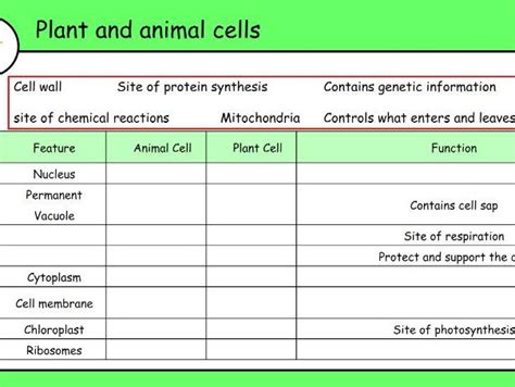 Label these 6 parts of a plant cell. Secondary cells resources