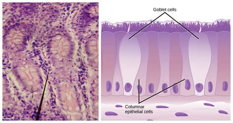 Simple And Compound Epithelium — Lesson Science State Board Class 9