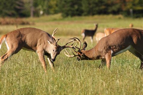 Two Whitetail Deer Bucks Fighting Stock Image Image Of Outdoors