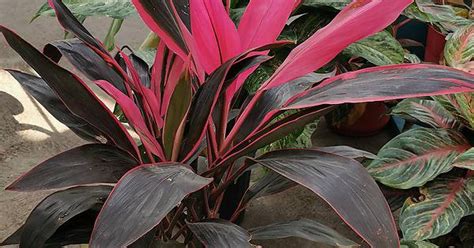 Red Ti Plant Care Hawaiian Beauty Troystropics