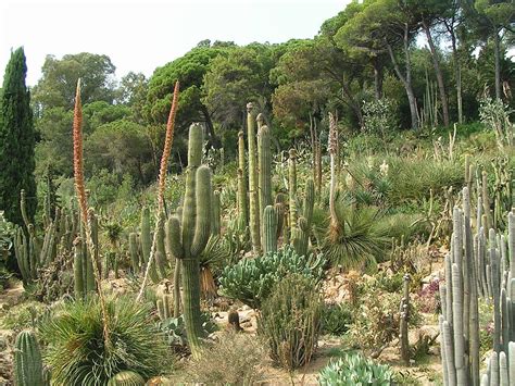 Allerdings heute mit leichtem handycap eher theoretiker, was bau und garten angeht. Escaping Crowds Barcelona: Blanes' Botanical Garden ...