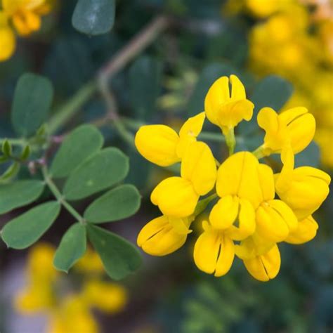 Coronilla Valentina Subsp Glauca Citrina Urban Jungle