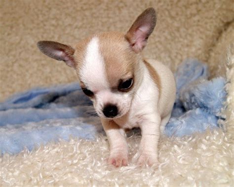 * Beautiful Tiny Chihuahua Babies * Offer malta €200