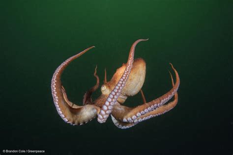 My octopus teacher wrapped its tentacles around the academy award for best documentary feature, corralling a win for netflix in that category for the second year in a row and third time in the last… What My Octopus Teacher has to teach us - Greenpeace NZ