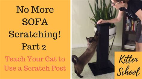 How To Get A Cat To Scratch A Scratching Post Cat Lovster