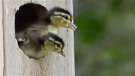 Wood Duck Ducklings Jump From Nest Box On 6 11 18 In Minnesota Youtube