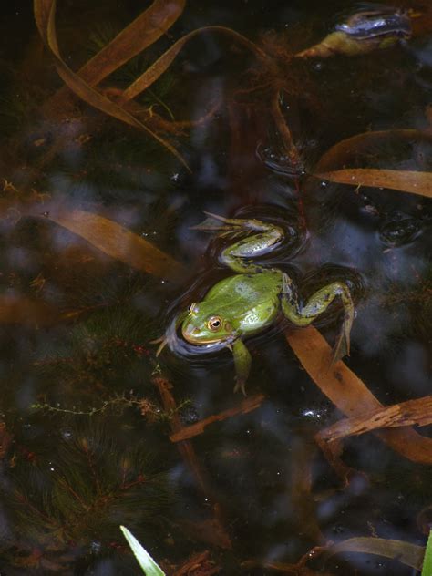 Free Images Pond Reflection Amphibian Painting Screenshot