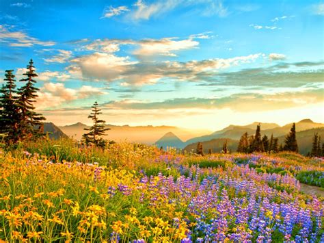 Sunset Mountain Wilderness France Spring Mountain Flowers Yellow Blue