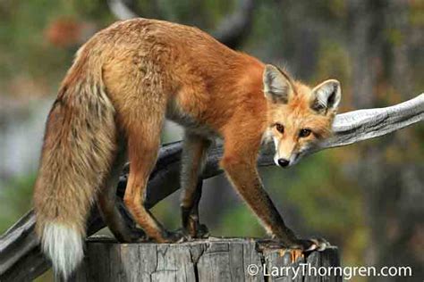 Basic Info The Red Fox