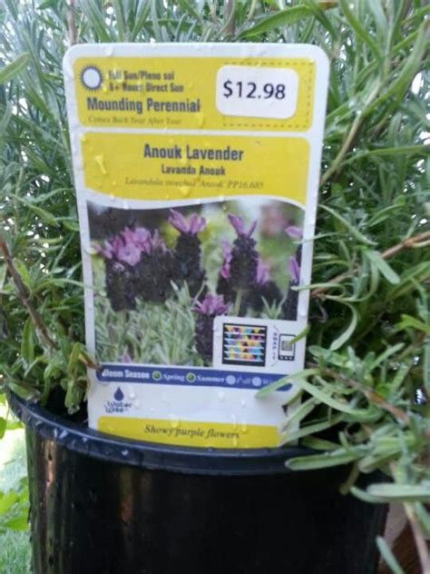 Anouk Lavender Mounding Perennial Perennials Flower Garden The Outsiders Lavender