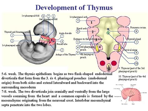 Lymphatic Organs Thymus Tonsils And Malt Dr Zita