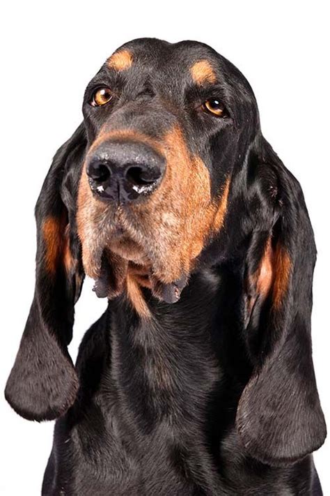 Black And Tan Coonhound Head In Three Quarter View On A White